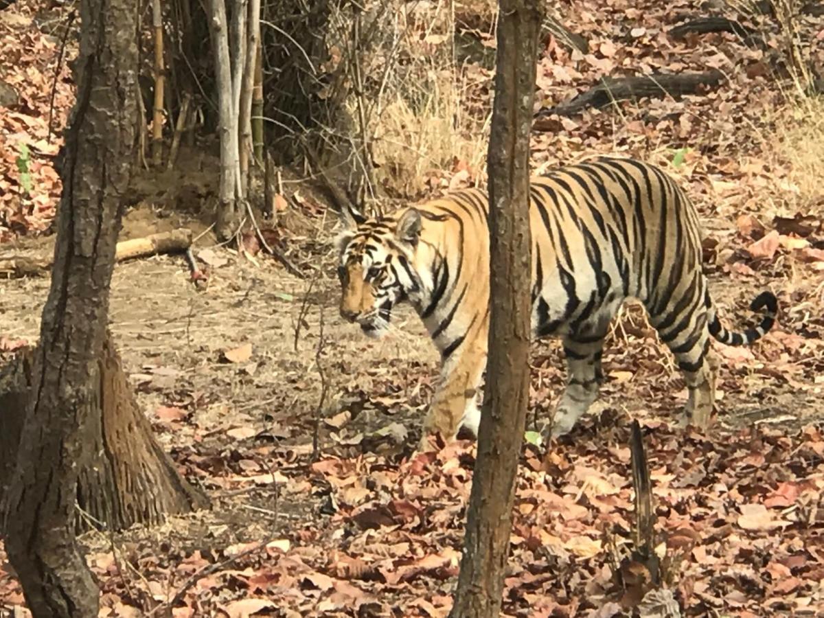 Emerald Tiger Retreat Tāla Εξωτερικό φωτογραφία